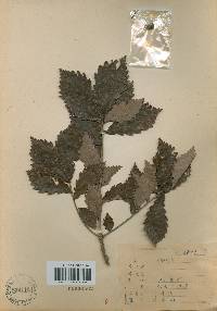 Quercus mongolica var. crispula image