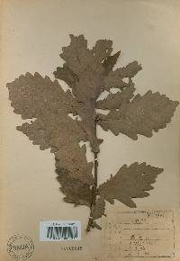 Quercus mongolica var. crispula image