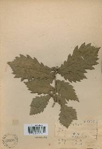 Quercus mongolica var. crispula image