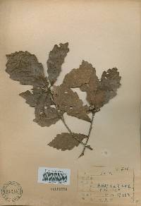 Quercus mongolica var. crispula image