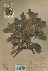 Quercus mongolica var. crispula image