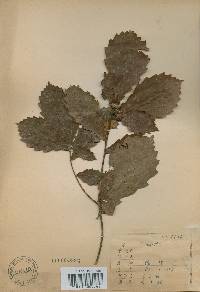 Quercus mongolica var. crispula image