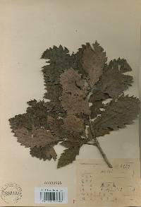 Quercus mongolica var. crispula image