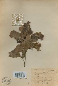 Quercus mongolica var. crispula image