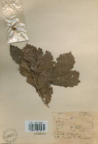 Quercus mongolica var. crispula image