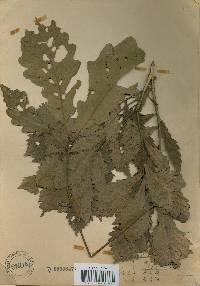 Quercus mongolica var. crispula image