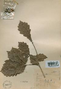 Quercus mongolica var. crispula image