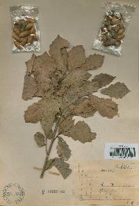 Quercus mongolica var. crispula image