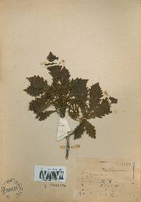 Quercus mongolica var. crispula image