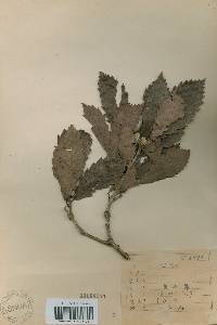 Quercus mongolica var. crispula image