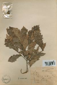 Quercus mongolica var. crispula image