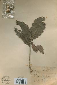 Quercus mongolica var. crispula image