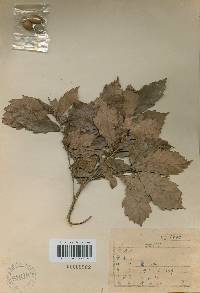 Quercus mongolica var. crispula image