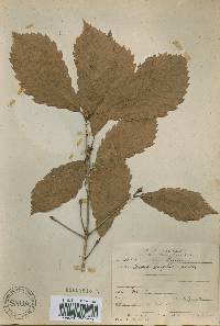 Quercus mongolica var. crispula image