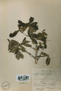 Quercus mongolica var. crispula image