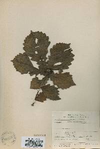 Quercus mongolica var. crispula image