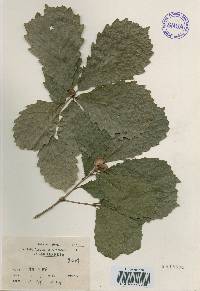 Quercus mongolica var. crispula image