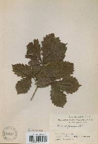 Quercus mongolica var. crispula image