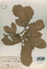 Quercus mongolica var. crispula image