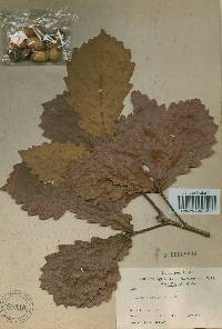 Quercus mongolica var. crispula image