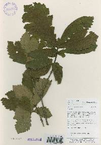 Quercus mongolica var. crispula image