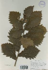 Quercus mongolica var. crispula image