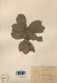 Quercus mongolica var. crispula image