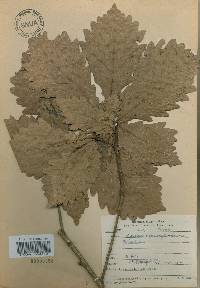 Quercus mongolica var. crispula image