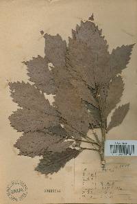 Quercus mongolica var. crispula image