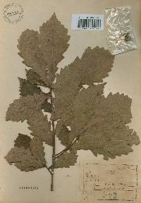 Quercus mongolica var. crispula image