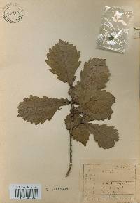 Quercus mongolica var. crispula image