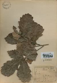 Quercus mongolica var. crispula image