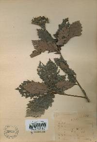 Quercus mongolica var. crispula image