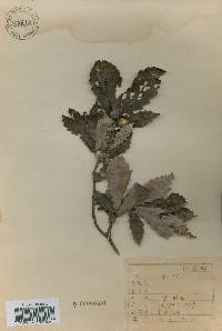 Quercus mongolica var. crispula image