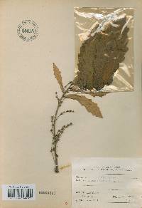 Quercus mongolica var. crispula image