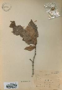 Quercus mongolica var. crispula image