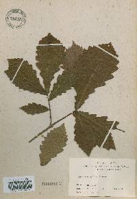 Quercus mongolica var. crispula image