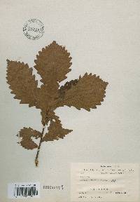 Quercus mongolica var. crispula image