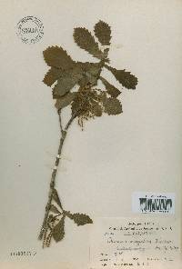 Quercus mongolica var. crispula image