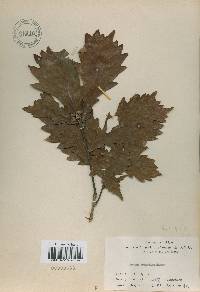 Quercus mongolica var. crispula image