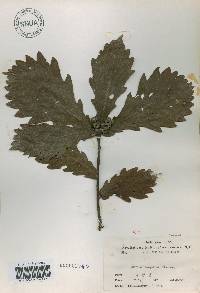 Quercus mongolica var. crispula image