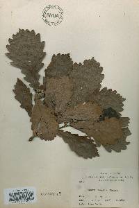 Quercus mongolica var. crispula image