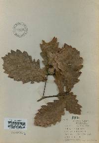 Quercus mongolica var. crispula image