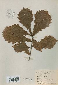 Quercus mongolica var. crispula image