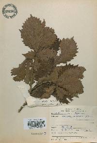 Quercus mongolica var. crispula image