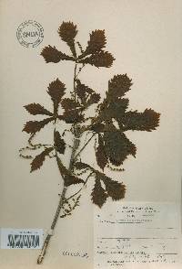 Quercus mongolica var. crispula image