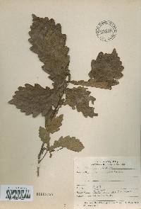 Quercus mongolica var. crispula image