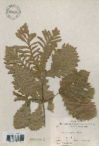 Quercus mongolica var. crispula image