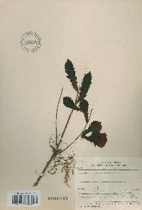 Quercus mongolica var. crispula image