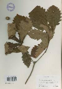 Quercus mongolica var. crispula image